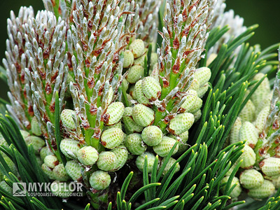 Pinus mugo Sherwood Compact – młode przyrosty i kwiatostany