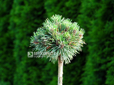 Pinus mugo subsp. uncinata Absolut – roślina zaszczepiona na niewysokim pieńku