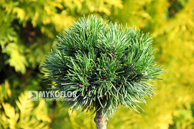 Pinus mugo subsp. uncinata Absolut – roślina zaszczepiona na niewysokim pieńku