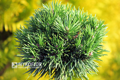 Pinus mugo subsp. uncinata Absolut - zbliżenie