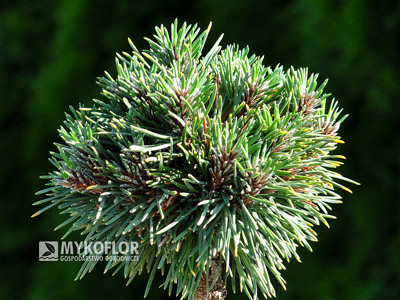 Pinus mugo subsp. uncinata Absolut - zbliżenie
