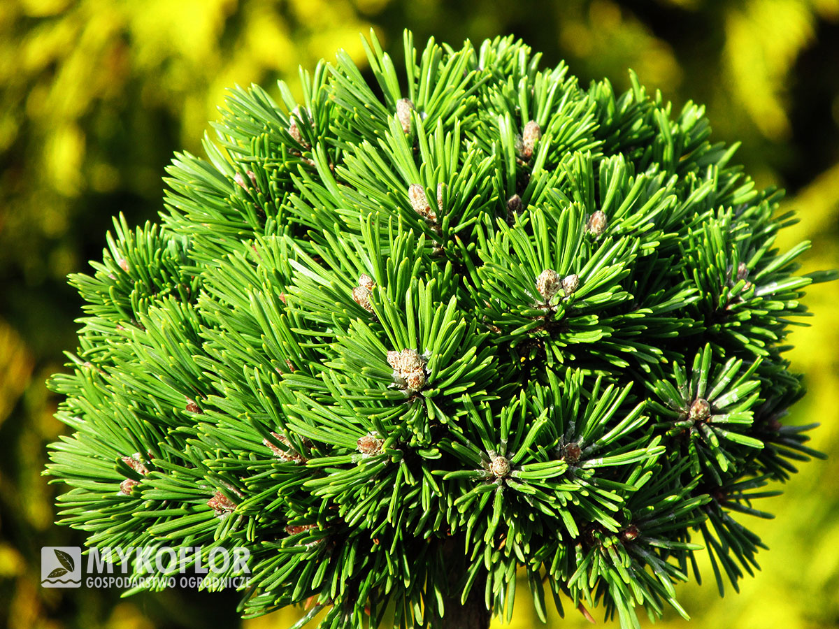 Pinus mugo subsp. uncinata Baby – zbliżenie