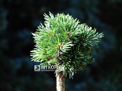 Pinus mugo subsp. uncinata Balalajka (San Sebastian 228) – przykładowy materiał oferowany do sprzedaży