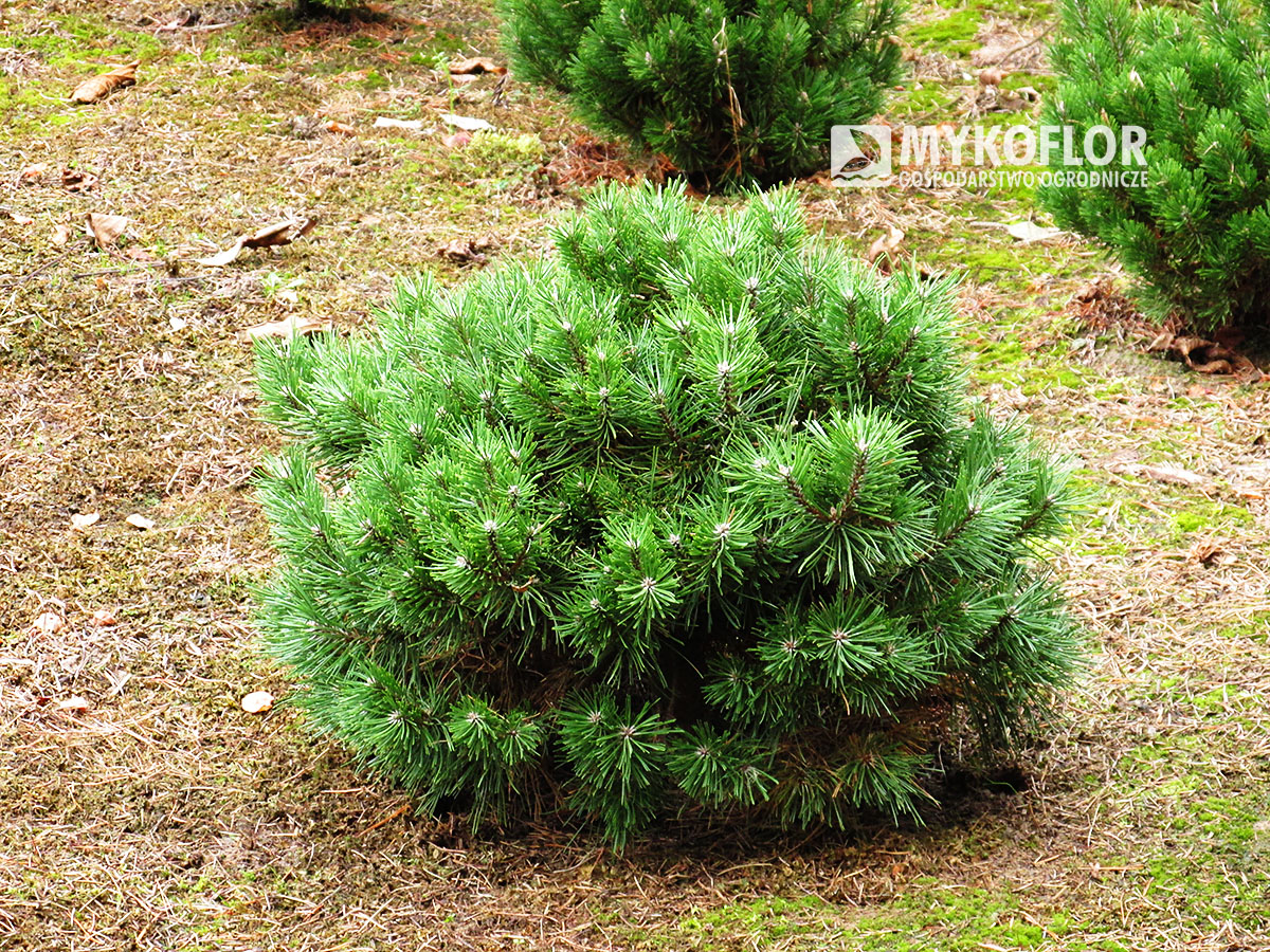 Pinus mugo subsp. Borkovice 7