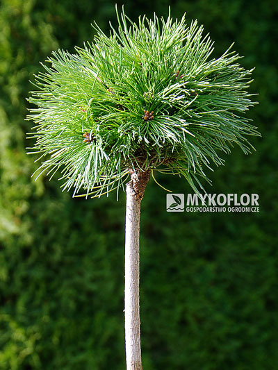 W naszej Szkółce dostępna jest również w sprzedaży Pinus mugo subsp. uncinata Borkovice 7 zaszczepiona na pniu
