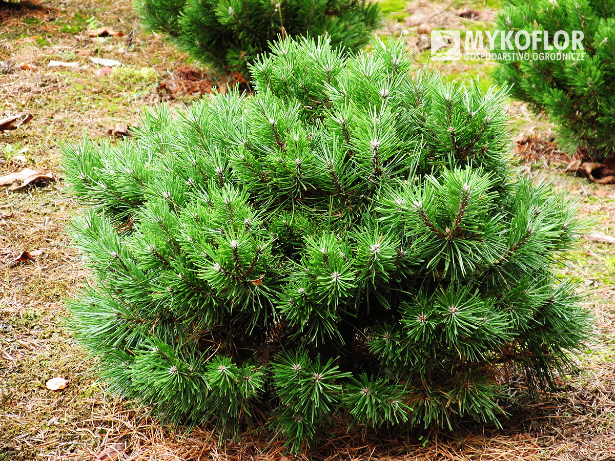 W naszej Szkółce dostępna jest również w sprzedaży Pinus mugo subsp. uncinata Borkovice 7 nisko szczepiona