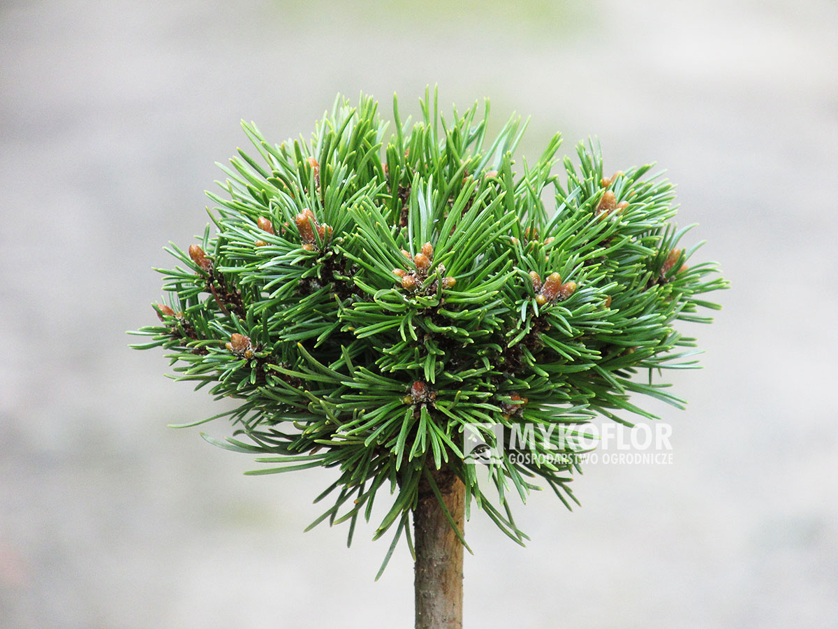Pinus mugo subsp. uncinata Brácha (San Sebastian 325) – przykładowy materiał oferowany do sprzedaży
