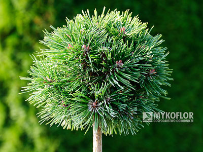 Pinus mugo subsp. uncinata Bublina
