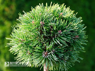 Pinus mugo subsp. uncinata Bublina