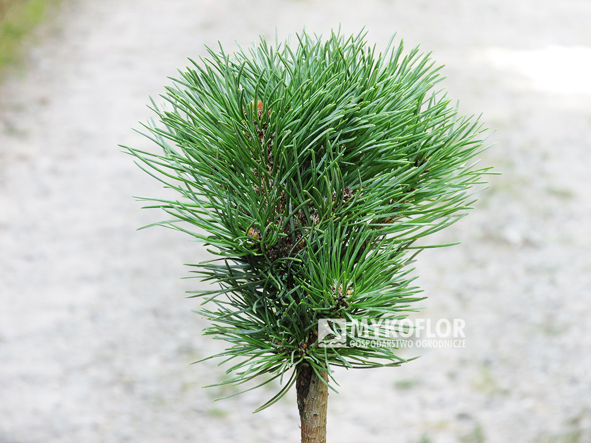 Pinus mugo subsp. uncinata Dračice (San Sebastian 909) – przykładowy materiał oferowany do sprzedaży
