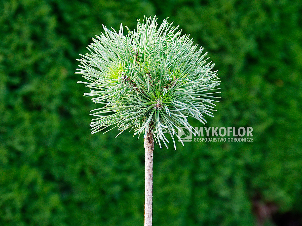 Pinus mugo subsp. uncinata Dračice (San Sebastian 909)