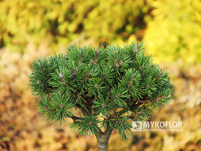 Pinus mugo subsp. uncinata Drákula (San Sebastian 275)