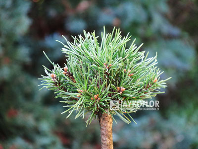 Pinus mugo subsp. uncinata Drobný (San Sebastian 734) – przykładowy materiał oferowany do sprzedaży