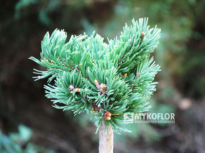 Pinus mugo subsp. uncinata Emanuel (San Sebastian 689) – przykładowy materiał oferowany do sprzedaży