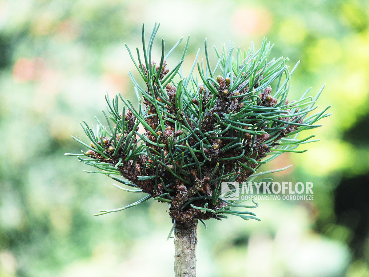 Pinus mugo subsp. uncinata Eso (San Sebastian 635) – przykładowy materiał oferowany do sprzedaży