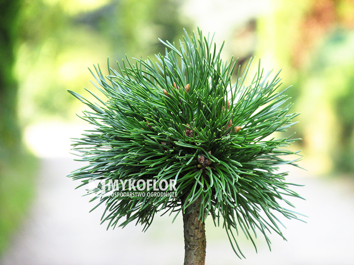 Pinus mugo subsp. uncinata Etschtal – przykładowy materiał oferowany do sprzedaży