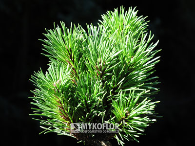 Pinus mugo subsp. uncinata Frantíškov (San Sebastian 913) – przykładowy materiał oferowany do sprzedaży