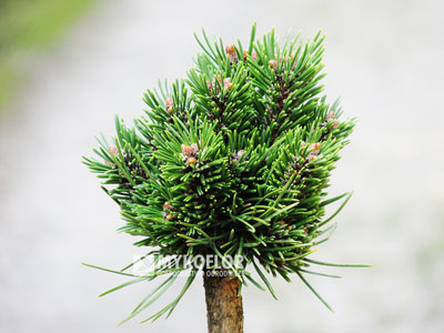 Pinus mugo subsp. uncinata HB 93-3 – przykładowy materiał oferowany do sprzedaży