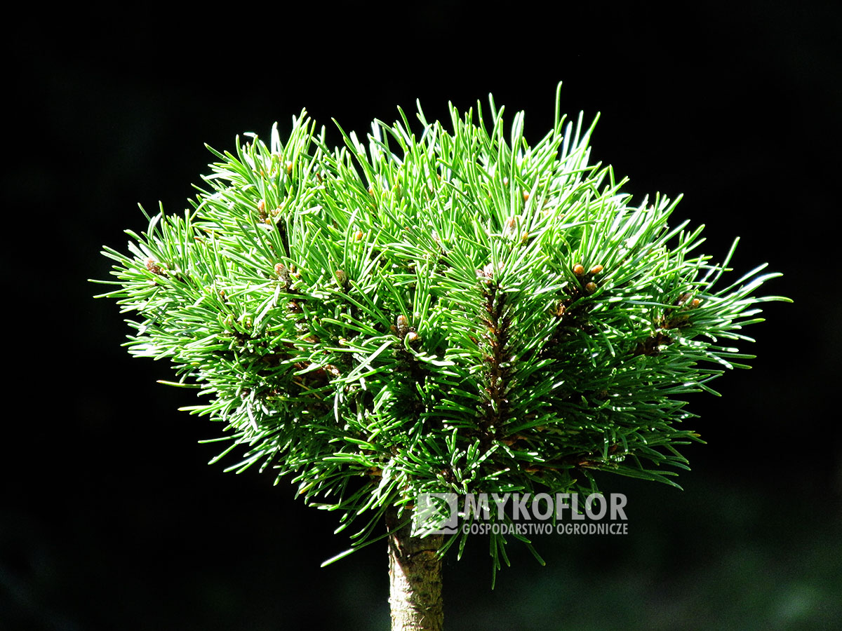 Pinus mugo subsp. uncinata Hobit (San Sebastian 995) – przykładowy materiał oferowany do sprzedaży