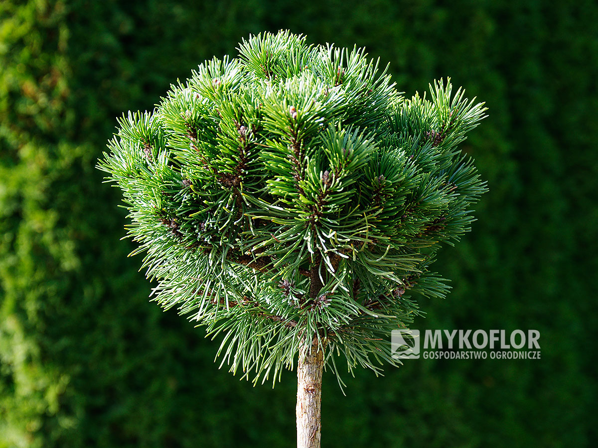 Pinus mugo subsp. uncinata Jezerni Slat<