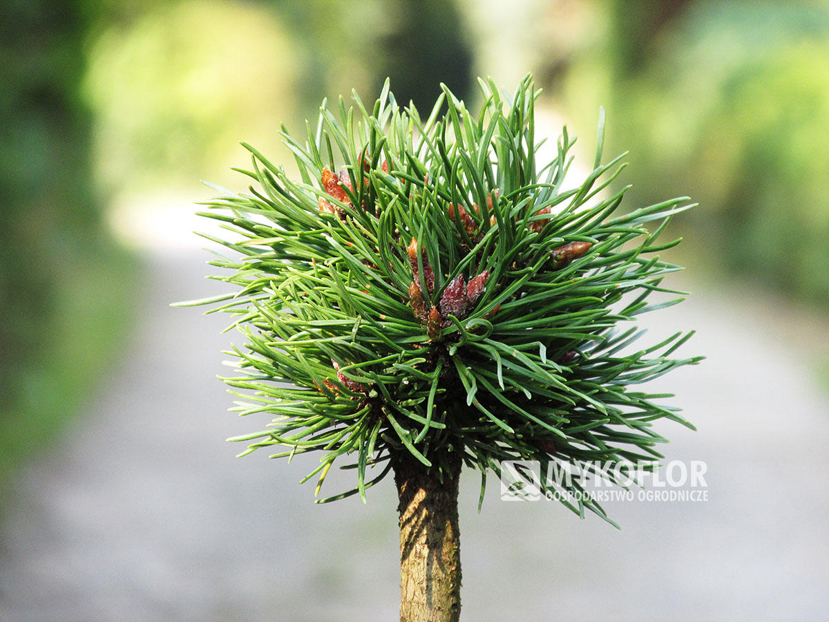 Pinus mugo subsp. uncinata Kaktus (San Sebastian 162) – przykładowy materiał oferowany do sprzedaży