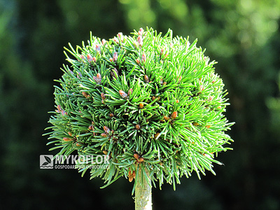 Pinus mugo subsp. uncinata Klubičko - roślina zaszczepiona na niewysokim pieńku