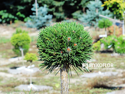 Pinus mugo subsp. uncinata Konica (San Sebastian 637)
