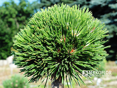 Pinus mugo subsp. uncinata Konica (San Sebastian 637)