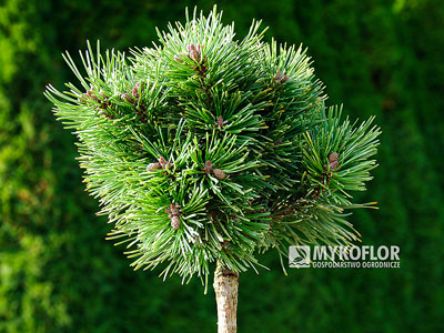 Pinus mugo subsp. uncinata Králik