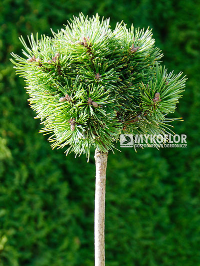Pinus mugo subsp. uncinata Králik – roślina zaszczepiona na pniu