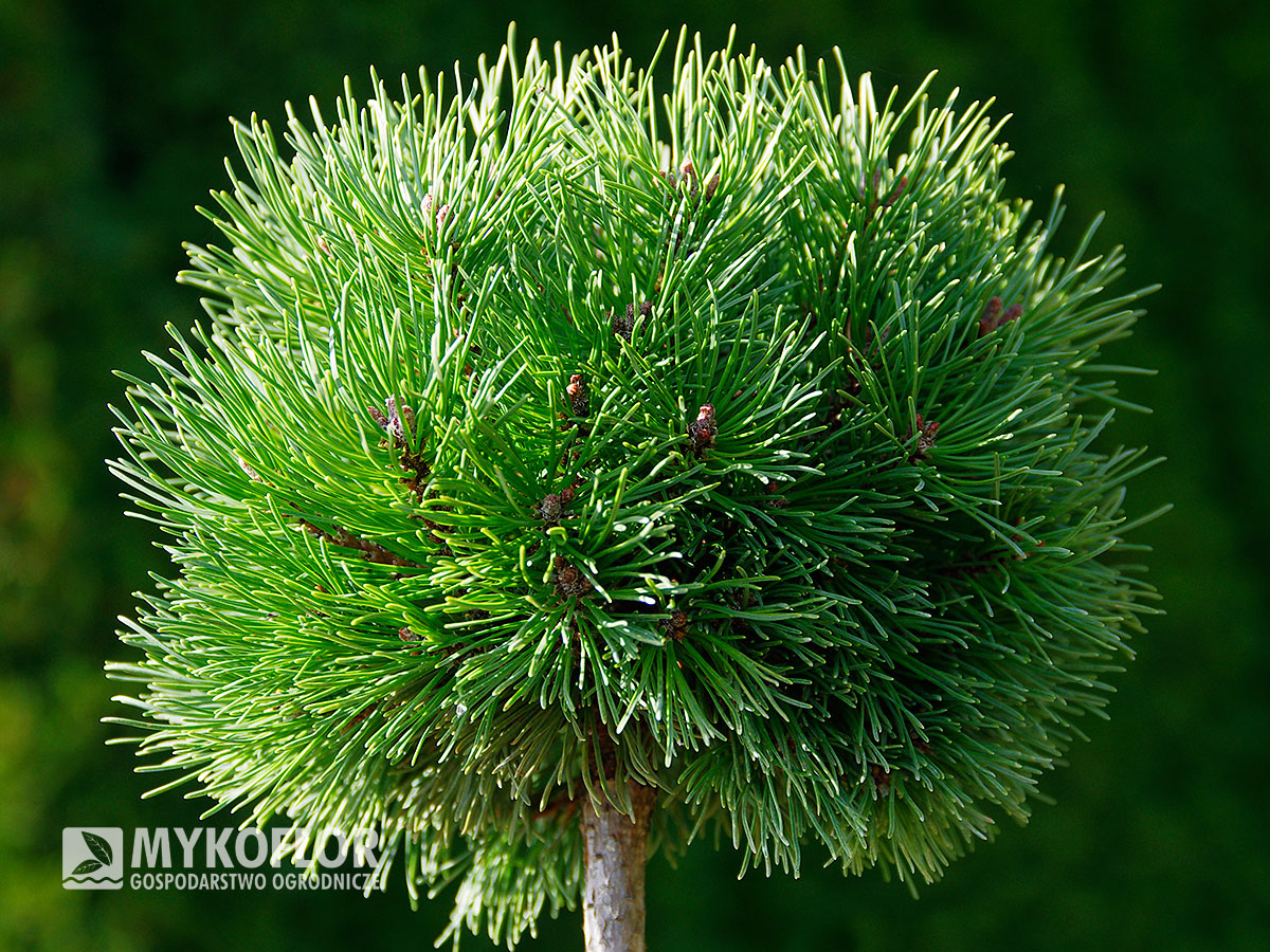 Pinus mugo subsp. uncinata Kuri