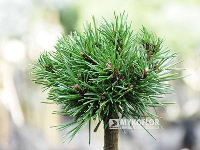 Pinus mugo subsp. uncinata Lampička (San Sebastian 535) – przykładowy materiał oferowany do sprzedaży