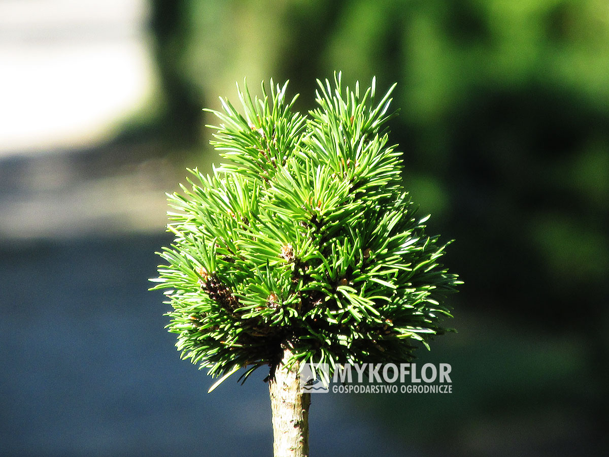 Pinus mugo subsp. uncinata Maja – przykładowy materiał oferowany do sprzedaży