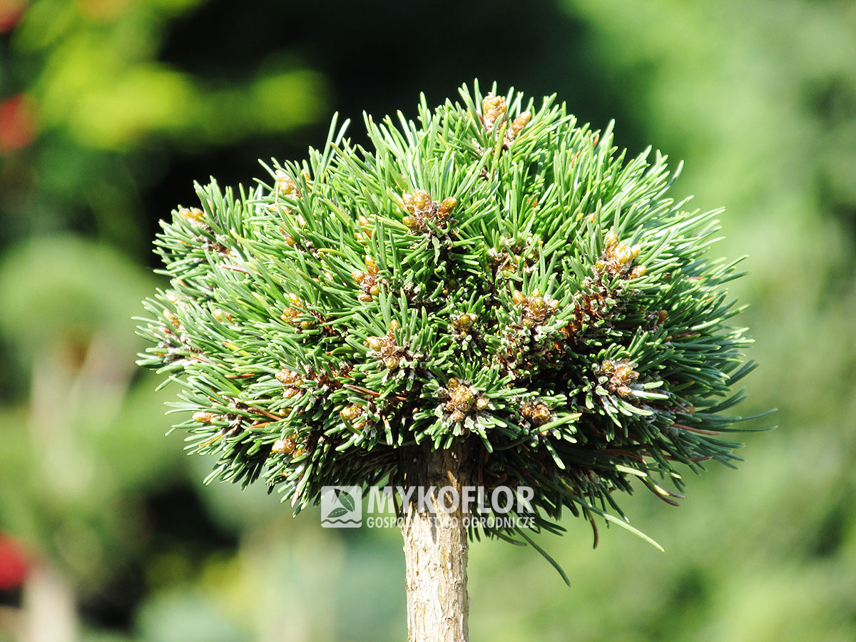 Pinus mugo subsp. uncinata Maruška (San Sebastian 242) – przykładowy materiał oferowany do sprzedaży