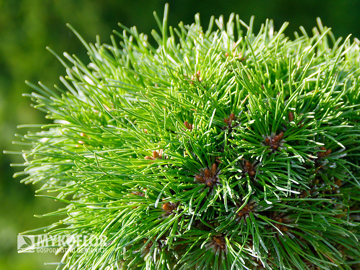 Pinus mugo subsp. uncinata Masopust – zbliżenie igły