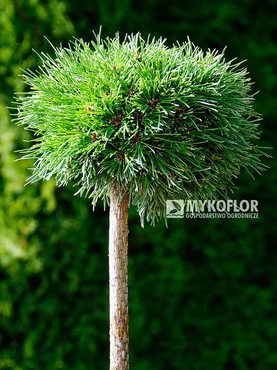 Pinus mugo subsp. uncinata Masopust – roślina zaszczepiona na pniu