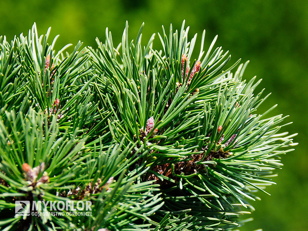 Pinus mugo subsp. uncinata Meloun – zbliżenie igły