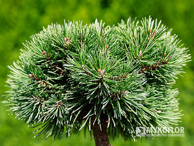 Pinus mugo subsp. uncinata Meloun