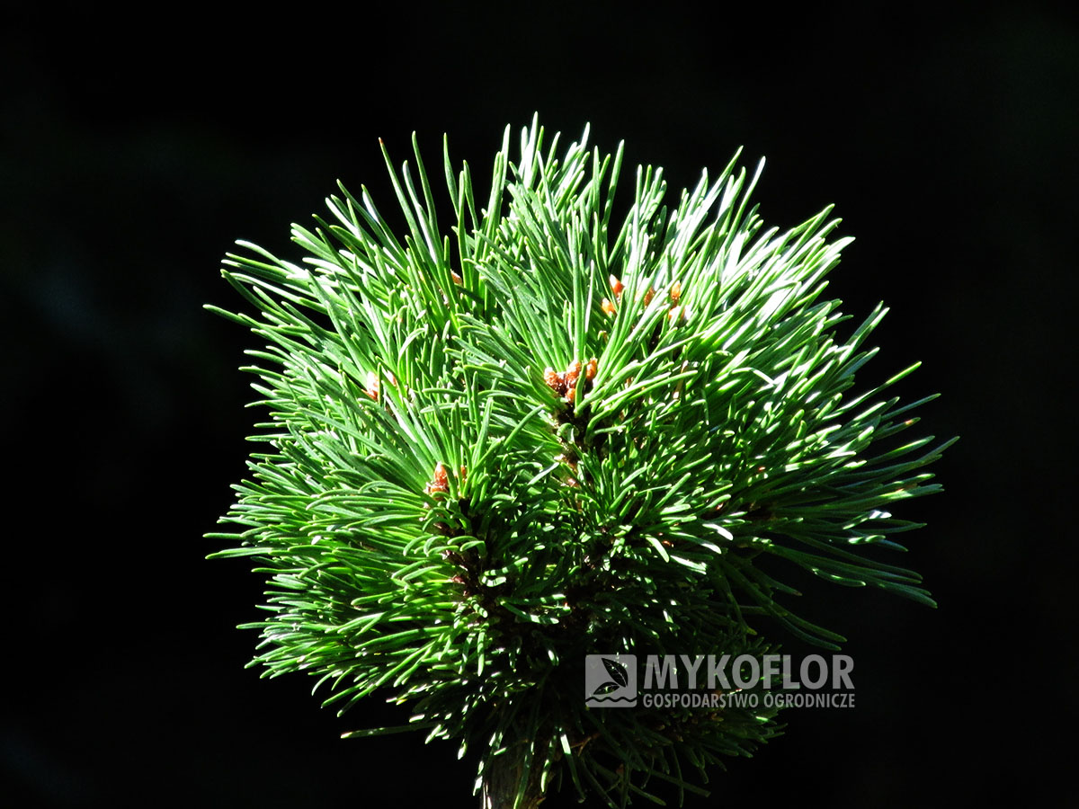 Pinus mugo subsp. uncinata Mexico (San Sebastian 756) – przykładowy materiał oferowany do sprzedaży