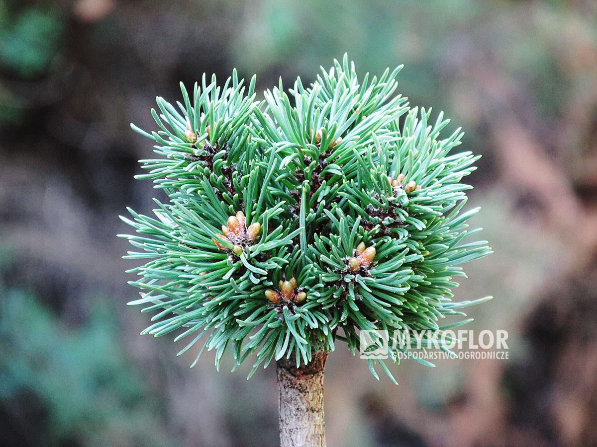 Pinus mugo subsp. uncinata Niva (San Sebastian 770) – przykładowy materiał oferowany do sprzedaży