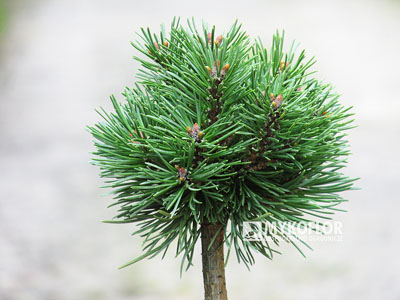 Pinus mugo subsp. uncinata Opal (San Sebastian 232) – przykładowy materiał oferowany do sprzedaży