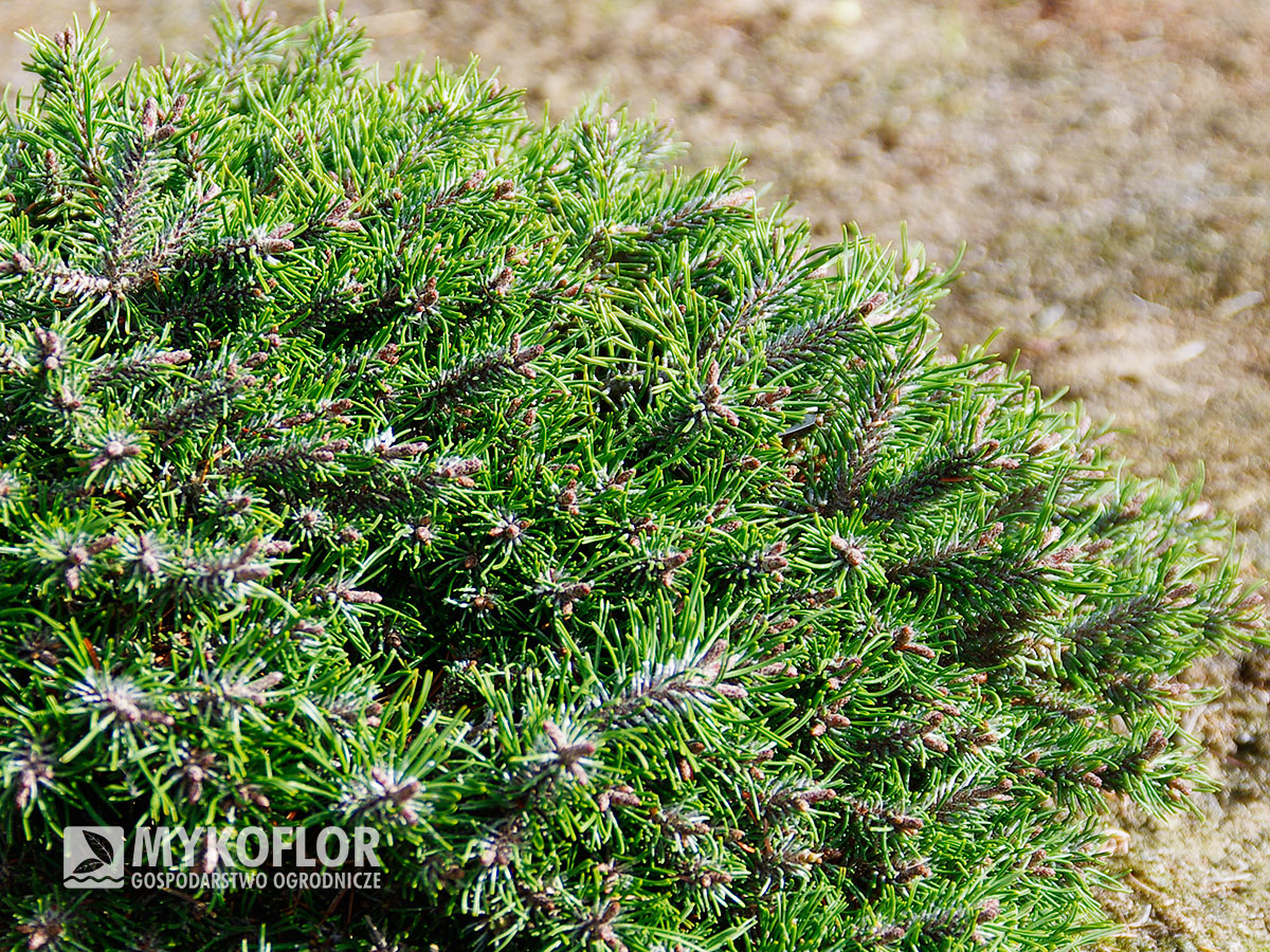 Pinus mugo subsp. uncinata Paradekissen - Zbliżenie igieł