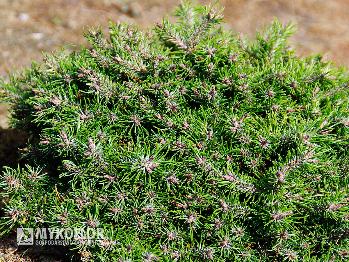 Pinus mugo subsp. uncinata Paradekissen - Zbliżenie igieł