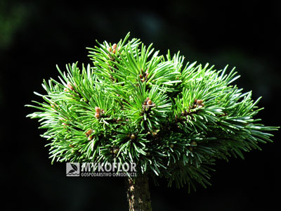 Pinus mugo subsp. uncinata Pátek (San Sebastian 398) – przykładowy materiał oferowany do sprzedaży