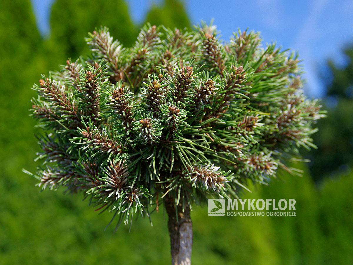 Pinus mugo subsp. uncinata Petruška