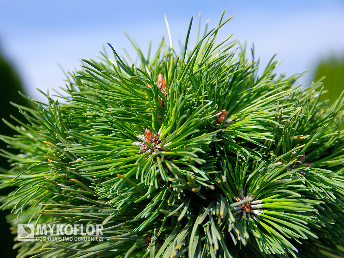 Pinus mugo subsp. uncinata Peugeot – zbliżenie igły