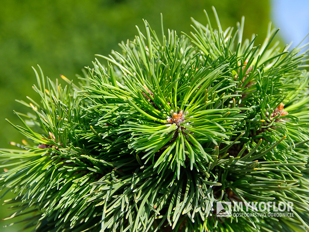 Pinus mugo subsp. uncinata Peugeot – zbliżenie igły