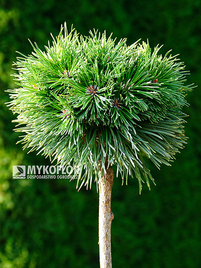 Pinus mugo subsp. uncinata Peugeot – roślina zaszczepiona na pniu