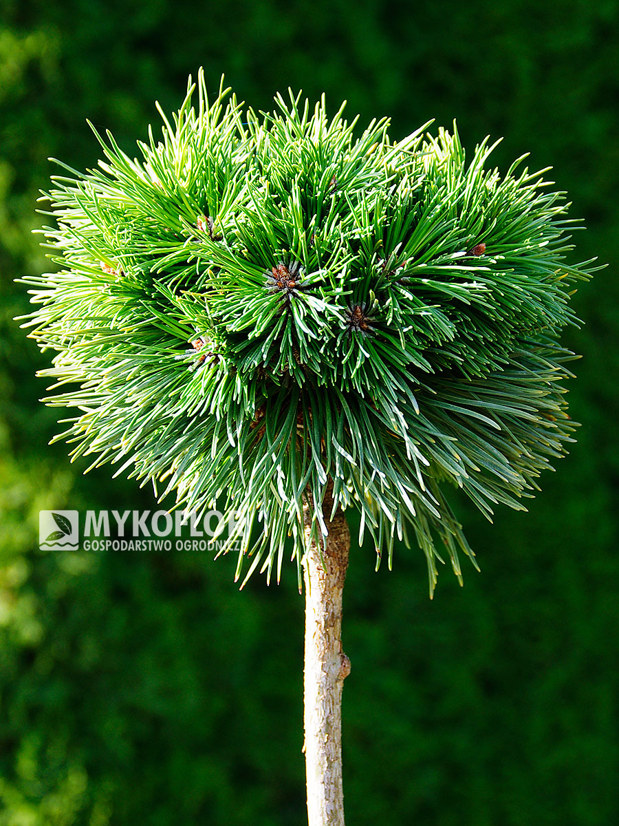 Pinus mugo subsp. uncinata Peugeot – roślina zaszczepiona na pniu