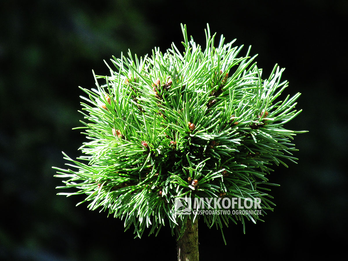 Pinus mugo subsp. uncinata Prvňák (San Sebastian 937) – przykładowy materiał oferowany do sprzedaży